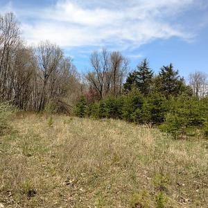 Photo of UNDER CONTRACT!  99 Acres of Hunting Land for Sale in Rockbridge County VA!