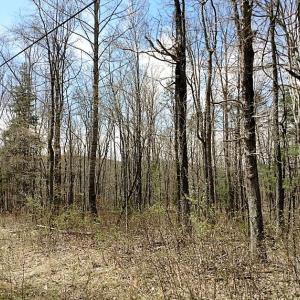 Photo of UNDER CONTRACT!  99 Acres of Hunting Land for Sale in Rockbridge County VA!