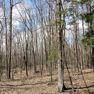 Photo of UNDER CONTRACT!  99 Acres of Hunting Land for Sale in Rockbridge County VA!