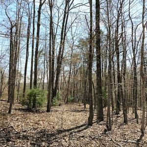 Photo of UNDER CONTRACT!  99 Acres of Hunting Land for Sale in Rockbridge County VA!