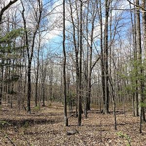 Photo of UNDER CONTRACT!  99 Acres of Hunting Land for Sale in Rockbridge County VA!