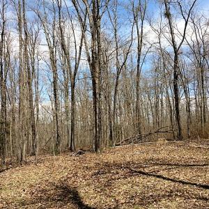 Photo of UNDER CONTRACT!  99 Acres of Hunting Land for Sale in Rockbridge County VA!