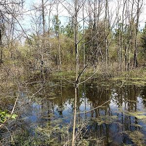 Photo of UNDER CONTRACT!  99 Acres of Hunting Land for Sale in Rockbridge County VA!