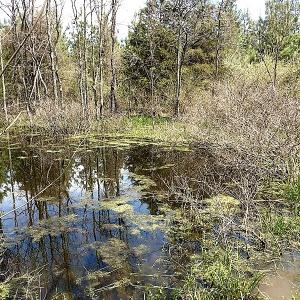 Photo of UNDER CONTRACT!  99 Acres of Hunting Land for Sale in Rockbridge County VA!