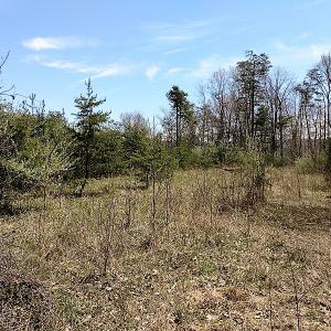 Photo of UNDER CONTRACT!  99 Acres of Hunting Land for Sale in Rockbridge County VA!