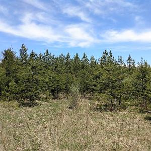 Photo of UNDER CONTRACT!  99 Acres of Hunting Land for Sale in Rockbridge County VA!