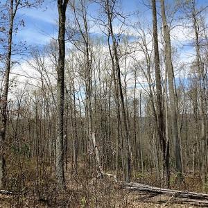 Photo of UNDER CONTRACT!  99 Acres of Hunting Land for Sale in Rockbridge County VA!