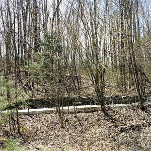 Photo of UNDER CONTRACT!  99 Acres of Hunting Land for Sale in Rockbridge County VA!