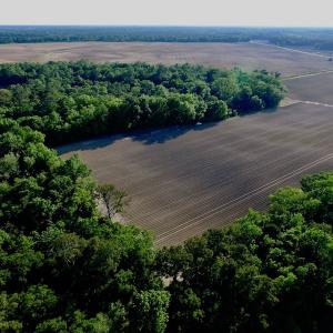 Photo of UNDER CONRACT!  36 Acres of Farm Land For Sale in Jones County NC!