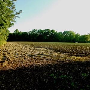 Photo of UNDER CONRACT!  36 Acres of Farm Land For Sale in Jones County NC!