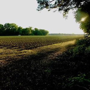 Photo of UNDER CONRACT!  36 Acres of Farm Land For Sale in Jones County NC!