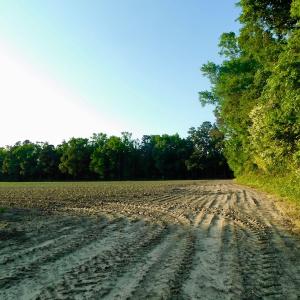Photo of UNDER CONRACT!  36 Acres of Farm Land For Sale in Jones County NC!