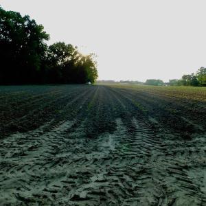 Photo of UNDER CONRACT!  36 Acres of Farm Land For Sale in Jones County NC!