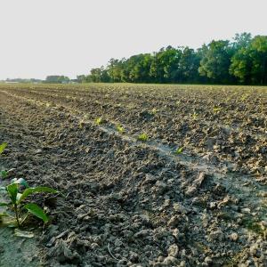 Photo of UNDER CONRACT!  36 Acres of Farm Land For Sale in Jones County NC!