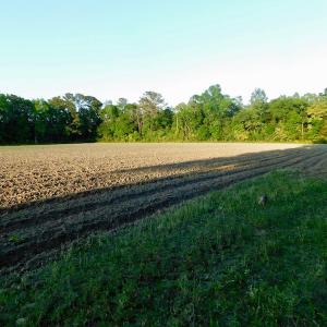 Photo of UNDER CONRACT!  36 Acres of Farm Land For Sale in Jones County NC!