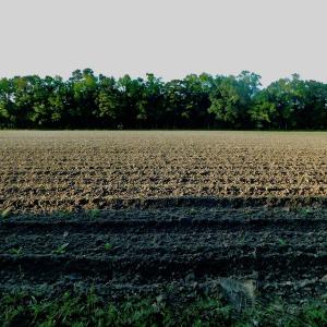 Photo of UNDER CONRACT!  36 Acres of Farm Land For Sale in Jones County NC!