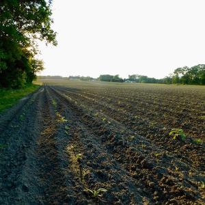 Photo of UNDER CONRACT!  36 Acres of Farm Land For Sale in Jones County NC!