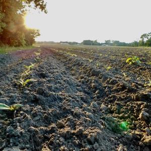 Photo of UNDER CONRACT!  36 Acres of Farm Land For Sale in Jones County NC!