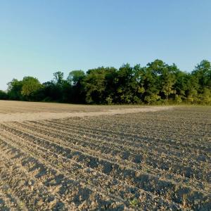 Photo of UNDER CONRACT!  36 Acres of Farm Land For Sale in Jones County NC!