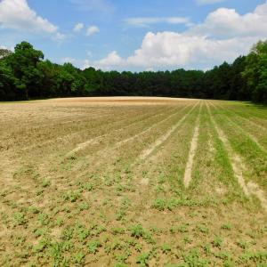 Photo of UNDER CONTRACT!  22.63 Acres of Farm and Hunting Land For Sale in Wilson County NC!