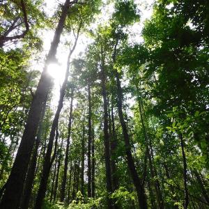 Photo of UNDER CONTRACT!  22.63 Acres of Farm and Hunting Land For Sale in Wilson County NC!