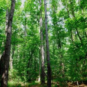 Photo of UNDER CONTRACT!  22.63 Acres of Farm and Hunting Land For Sale in Wilson County NC!