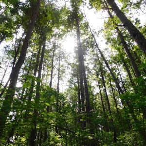 Photo of UNDER CONTRACT!  22.63 Acres of Farm and Hunting Land For Sale in Wilson County NC!
