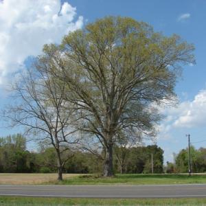 Photo of UNDER CONTRACT!  75 Acres of Farm and Timber Land For Sale in Columbus County NC!