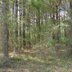 Photo of UNDER CONTRACT!  75 Acres of Farm and Timber Land For Sale in Columbus County NC!