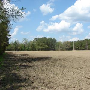 Photo of UNDER CONTRACT!  75 Acres of Farm and Timber Land For Sale in Columbus County NC!