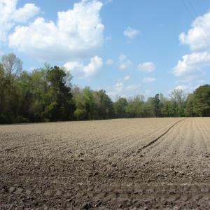 Photo of UNDER CONTRACT!  75 Acres of Farm and Timber Land For Sale in Columbus County NC!
