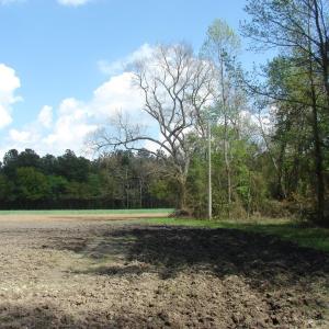 Photo of UNDER CONTRACT!  75 Acres of Farm and Timber Land For Sale in Columbus County NC!