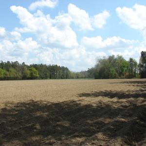Photo of UNDER CONTRACT!  75 Acres of Farm and Timber Land For Sale in Columbus County NC!