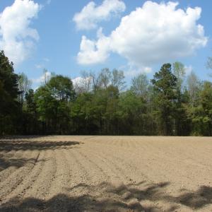Photo of UNDER CONTRACT!  75 Acres of Farm and Timber Land For Sale in Columbus County NC!
