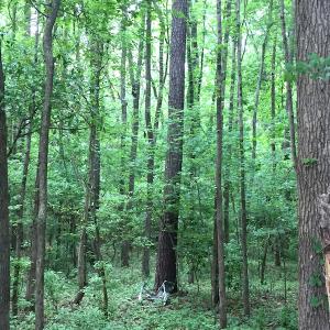 Photo of UNDER CONTRACT!  20.46 Acres of Pasture and Timber Land For Sale in Columbus County NC!