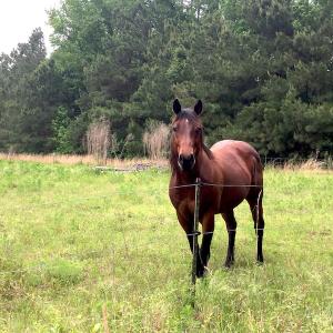 Photo of UNDER CONTRACT!  20.46 Acres of Pasture and Timber Land For Sale in Columbus County NC!