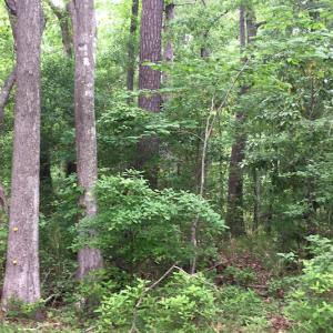 Photo of UNDER CONTRACT!  20.46 Acres of Pasture and Timber Land For Sale in Columbus County NC!