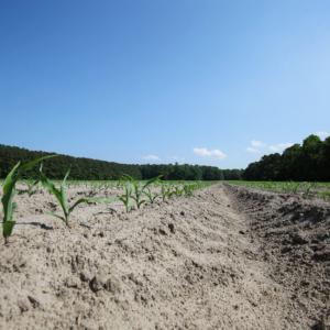 Photo of UNDER CONTRACT!  22.5 Acres of Waterfront Residential Farm Land For Sale in Currituck County NC!