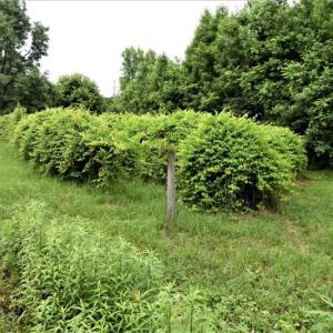 Photo of UNDER CONTRACT!  13 Acres of Rural Residential Land For Sale in Pitt County NC!