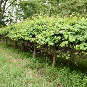 Photo of UNDER CONTRACT!  13 Acres of Rural Residential Land For Sale in Pitt County NC!