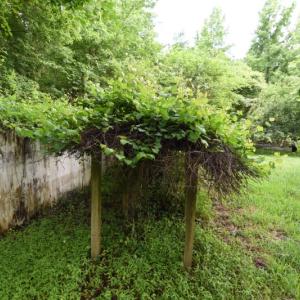 Photo of UNDER CONTRACT!  13 Acres of Rural Residential Land For Sale in Pitt County NC!
