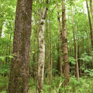 Photo of UNDER CONTRACT!  13 Acres of Rural Residential Land For Sale in Pitt County NC!