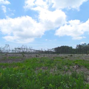 Photo of UNER CONTRACT!  109 Acres of Hunting Land for Sale in Mathews County VA!