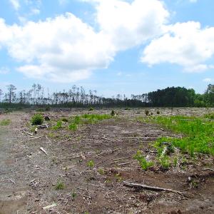 Photo of UNER CONTRACT!  109 Acres of Hunting Land for Sale in Mathews County VA!