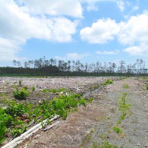 Photo of UNER CONTRACT!  109 Acres of Hunting Land for Sale in Mathews County VA!