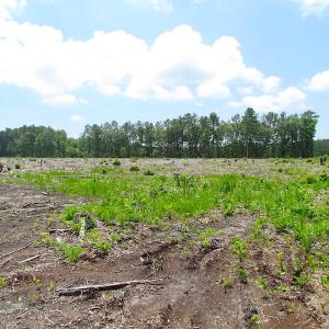 Photo of UNER CONTRACT!  109 Acres of Hunting Land for Sale in Mathews County VA!