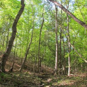 Photo of UNDER CONTRACT!  25 Acres of Land with Home in King William County VA!