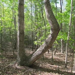 Photo of UNDER CONTRACT!  25 Acres of Land with Home in King William County VA!