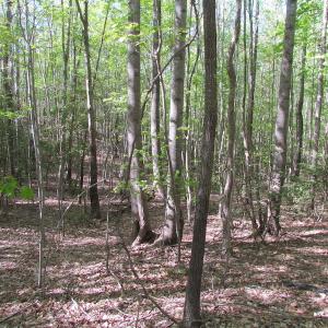 Photo of UNDER CONTRACT!  25 Acres of Land with Home in King William County VA!