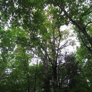 Photo of UNDER CONTRACT!  25 Acres of Land with Home in King William County VA!